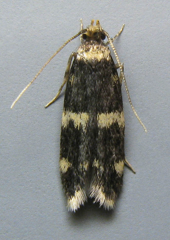 Male (Click to open)